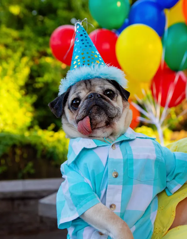 Doug the Pug in a blue party hat and checked shirt in front of a bunch of bright balloons