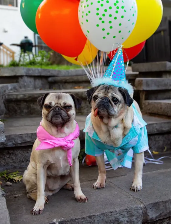 Two pugs sitting side by side on stone steps with colourful balloons behind them, one wearing a pink scarf and one in a party hat and checked shirt