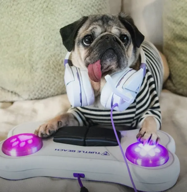 Doug the Pug in a striped shirt wearing white headphones with his paws resting on a large bone-shaped game controller
