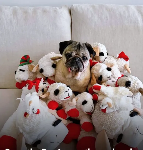 Doug the Pug sitting on a sofa almost buried in a pile of white plush lamb toys