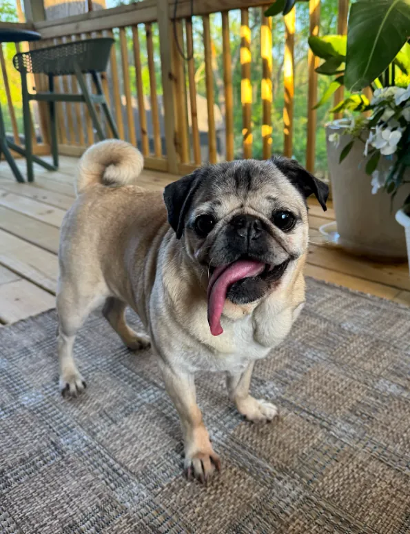 A pug standing on a wooden deck with his tongue out, green trees behind him