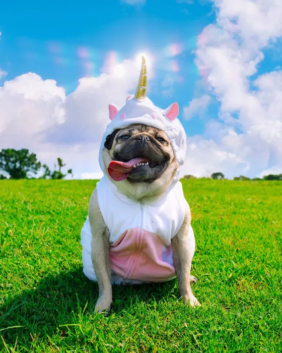 A pug in a white unicorn costume with a gold horn, sitting on bright green grass under a blue sky