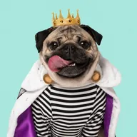 Doug the Pug wearing a gold crown and royal cape — the $DOUG token logo
