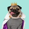 Doug the Pug wearing a gold crown and royal cape — the $DOUG token logo